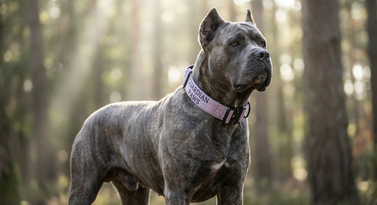 Phantom Lilac Tactical Collar