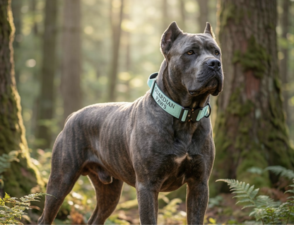 Arctic Viper Tactical Collar