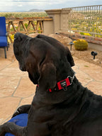 Guardian Paws Martingale Collar (PRE-ORDER)