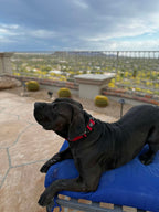 Guardian Paws Martingale Collar (PRE-ORDER)